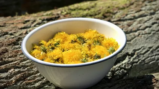 Syrop z mniszka - vegestyl