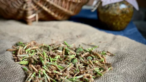 Syrop z pędów sosny vegestyl