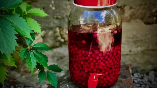 Nalewka z czerwonej porzeczki vegestyl