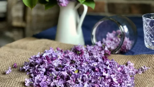 Nalewka z Lilaka vegestyl