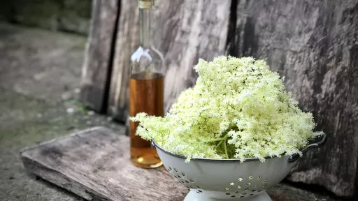 Syrop z kwiatów czarnego bzu - vegestyl