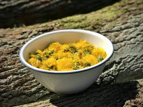 Syrop z mniszka - vegestyl