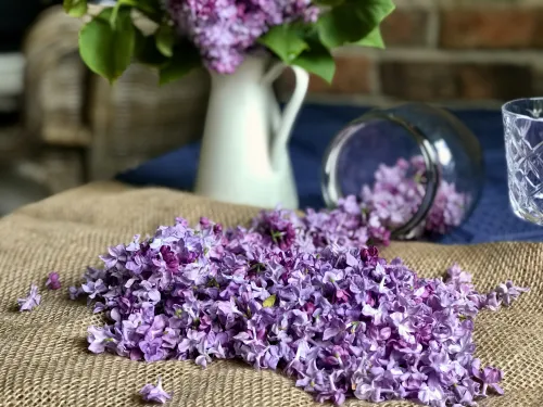 Nalewka z Lilaka vegestyl