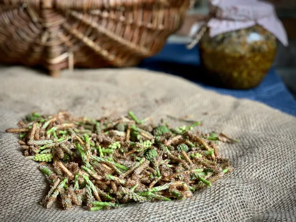 Syrop z pęd&oacute;w sosny vegestyl