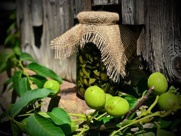 Orzech&oacute;wka vegestyl