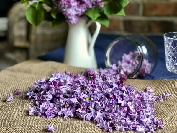 Nalewka z Lilaka vegestyl