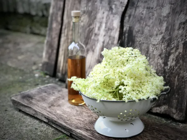 Syrop z kwiatów czarnego bzu - vegestyl