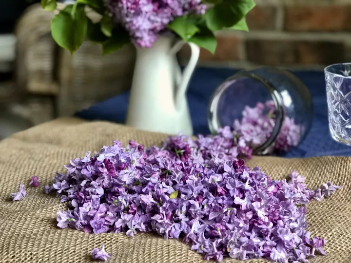 Nalewka z Lilaka vegestyl